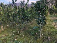 Продаются раннеспелые сорта цитрусовых