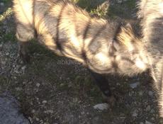 Продаю парасёнка 