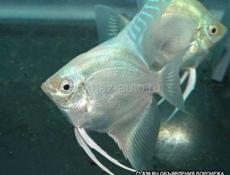 Много интересного 