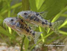 Много интересного 