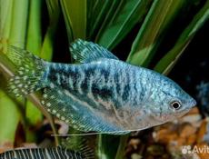 Много интересного 