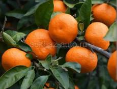 Работа переборка мандаринов