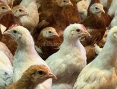 Цыплята по 450