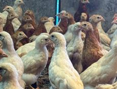 Цыплята по 450