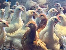 Цыплята по 450