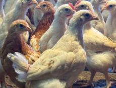 Цыплята по 450