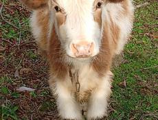 ПРОДАЁТСЯ ТЁЛОЧКА 