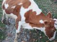 Продаю корова с телëнком