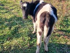 Продаю корова с телëнком