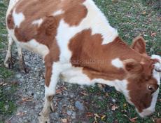 Продаю корова с телëнком