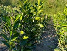 продаются саженцы 