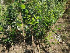 продаются саженцы 