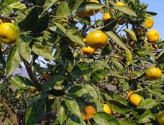 ПОЙДЁМ СБОР МАНДАРИНЫ  !! 