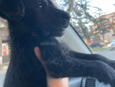 Помесь дратхара 