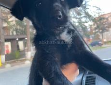 Помесь дратхара 