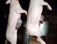 Продаются чищенные поросята