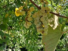 Земельные участки Бзыпский район, ущелье 3км 50 соток земли все документы на руках