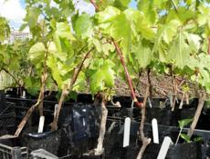 Куплю саженцы винограда. 