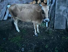 100- 115 кг молодая 