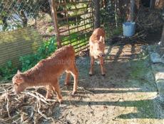 Бычок и телка 