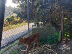 Бычок и телка 