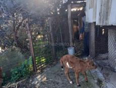 Бычок и телка 