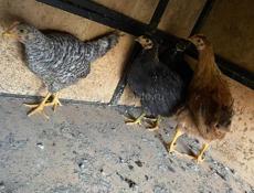 Больше два месяца 11 голов срочно 