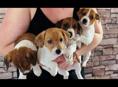 Щенки Джек Рассел терьер 💞💞💞💞💞💞💞💞
