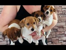 Щенки Джек Рассел терьер 💞💞💞💞💞💞💞💞