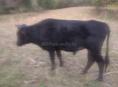 Продается бычок 