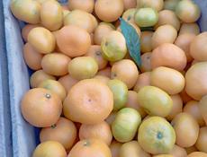 Продаю мандарины. Всё подряд