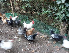 Продам Курей домашний чищеных и живых 