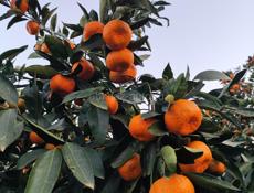 Продается мандариник