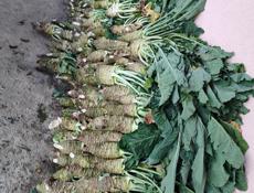 Продается ахул