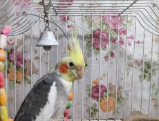 Попугай волнистый