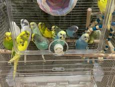 Попугай волнистый