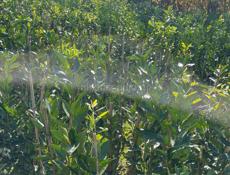 Продаю саженцы мандарин