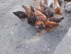  Продаются петухи