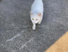 Отдам в добрые руки