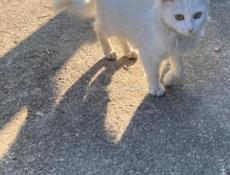 Отдам в добрые руки 