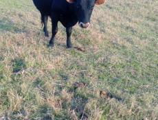 Продается бык килограмм 130-150