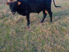 Продается бык килограмм 130-150