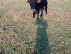 Продается бык килограмм 130-150