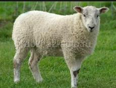 Продам Баранов 