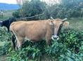 Продаётся Дойная корова 