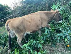 Продаётся Дойная корова 