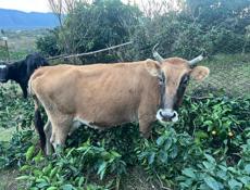 Продаётся Дойная корова 