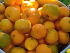 Идеи на сбор мандарины нас 5 человек по 250 руб  от вазит приводит из депо   с 08:00 до 17:00 рабочи день 