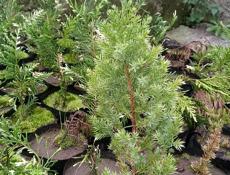 Продаются декоративные ёлки цена договорная!