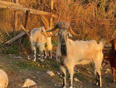 Продам козлы